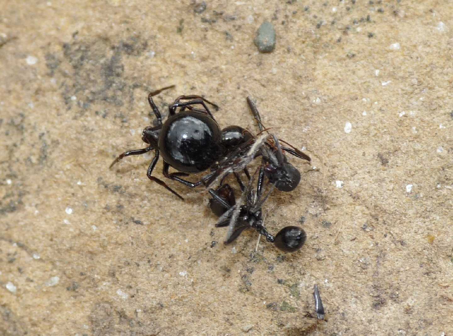 Euryopis con formiche